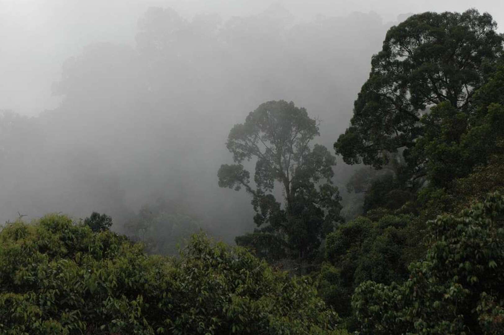 Bornean Rainforest